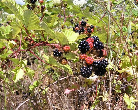 Blackberry Rubus Species Tualatin Swcd Washington County