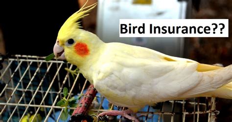 Best companies for bird & exotic pet insurance plans. Can I Get Pet Insurance for My Pet Bird? - AvianVets.org