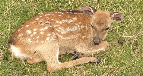 Baby Sika Deer Aww