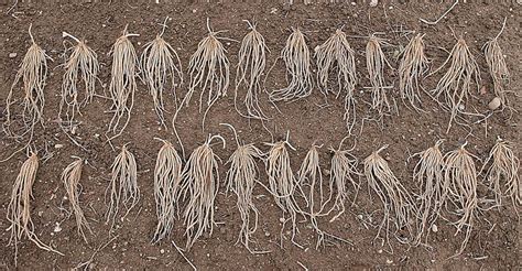 Wie der anbau im eigenen garten gelingt, zeigt unser video. Grüner Spargel einpflanzen + Anbautipps — Parzelle94.de
