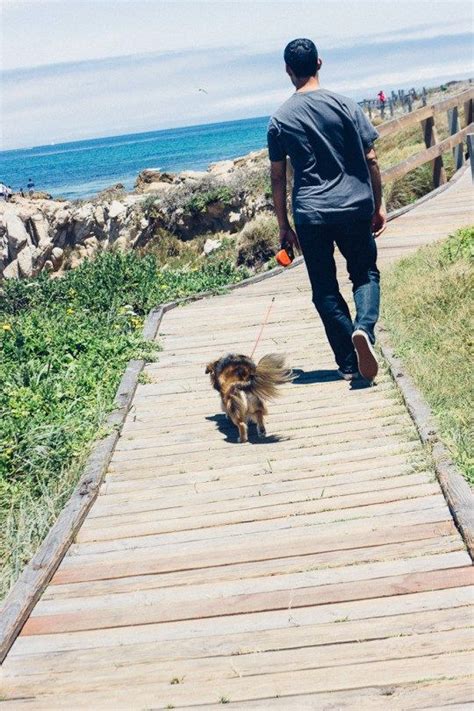 Choose the best way to transport your dog safely. ROAD TRIP WITH YOUR DOG: A GUIDE TO CALIFORNIA'S 17-MILE ...