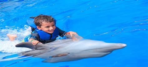 Dolphin Kids Program Smiles Cabo Day Trips