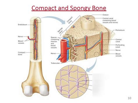 Compant And Spongy Bone Part 3 Diagram Quizlet