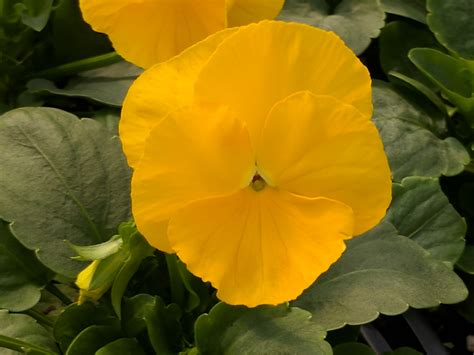 Pansy Delta Pure Yellow Premier Growers Inc