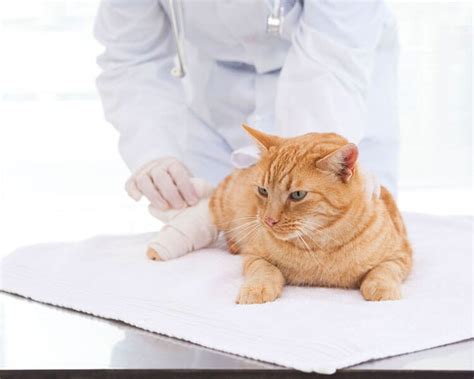 The sunken belly is caused by a hungry it's difficult for a layperson to decide if the cat has broken or sprained their leg so it's best to see your vet. Cat Limping: When Is Your Pet's Lameness Serious? | UK Pets