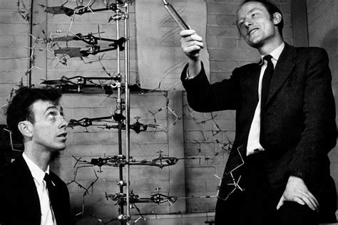 Watson And Crick Discover And Model The Structure Of Dna 1953 Click