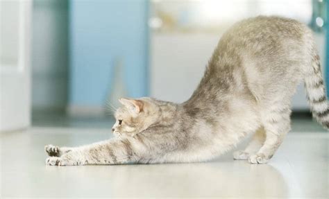 Cat Yoga Cool Cat Yoga Pose And Cat Doing Yoga Meowfia Lucky Cat Yoga Meowfia