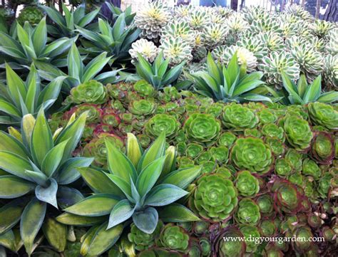 A potted cactus will live and flower in the house if given enough light, place the plant near a bright lighted window, where it will receive light most of the day. Succulents and Companion Plants - Contemporary - Landscape ...
