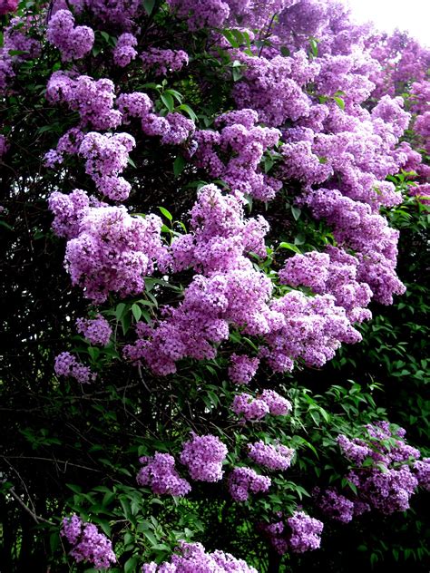 Buy lilac trees and get the best deals at the lowest prices on ebay! Rue de Emily: Loving Lilacs....