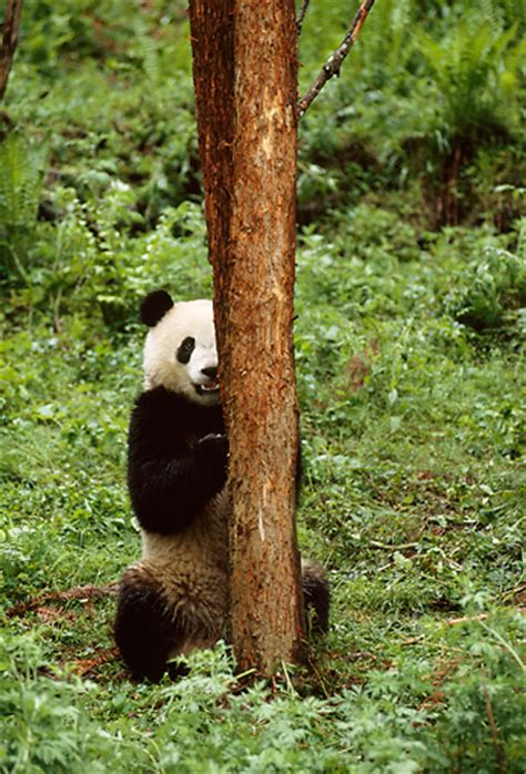 Giant Panda Animal Stock Photos Kimballstock