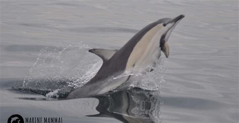 Dolphins Of Victoria — Marine Mammal Foundation