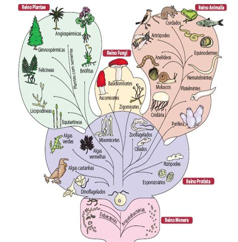 A classificação de whittaker divide os seres vivos nos reinos monera, protista, mycota (fungi), o reino de metaphyta (plantae) e o reino de metazoa (animais). Sistemas de Classificação - A classificação de Whittaker ...