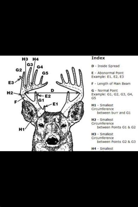 Whitetail Deer Score Chart