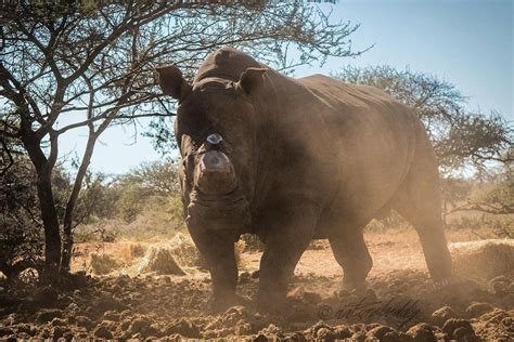 Fundraiser By Vetpaw Supports Help Veterans Protect Rhinos