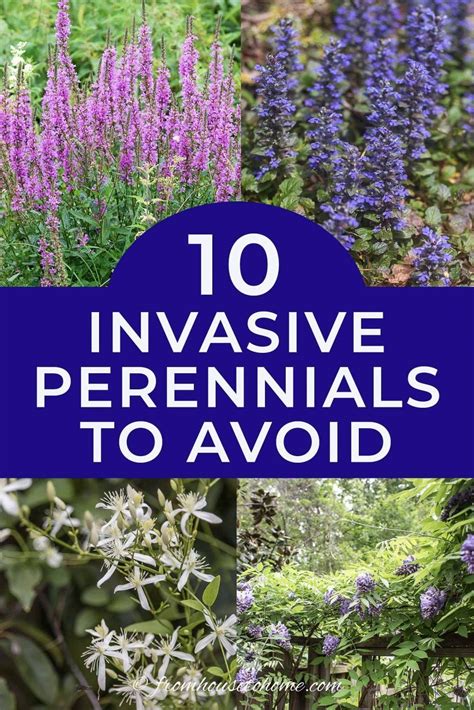 Want To Avoid Planting Invasive Perennials In Your Garden This List