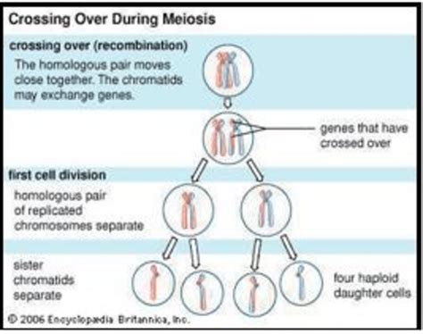 Crossing Over During Meiosis Forming Four Haploid Daughter Cells Half Download Scientific