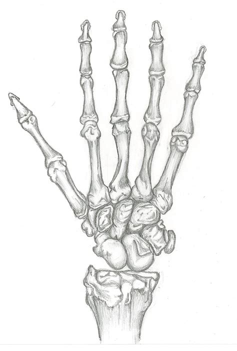 Study Of Skeleton Hand By Skeletonofarose On Deviantart