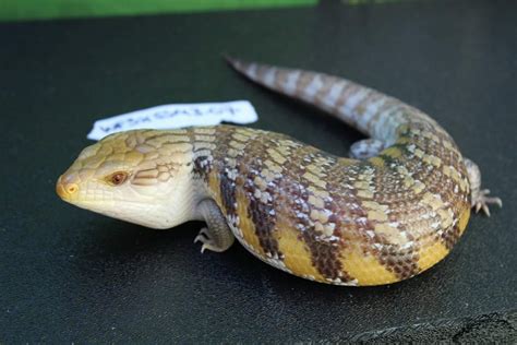 For Sale White Sunset Northern Blue Tongue Skinks Faunaclassifieds