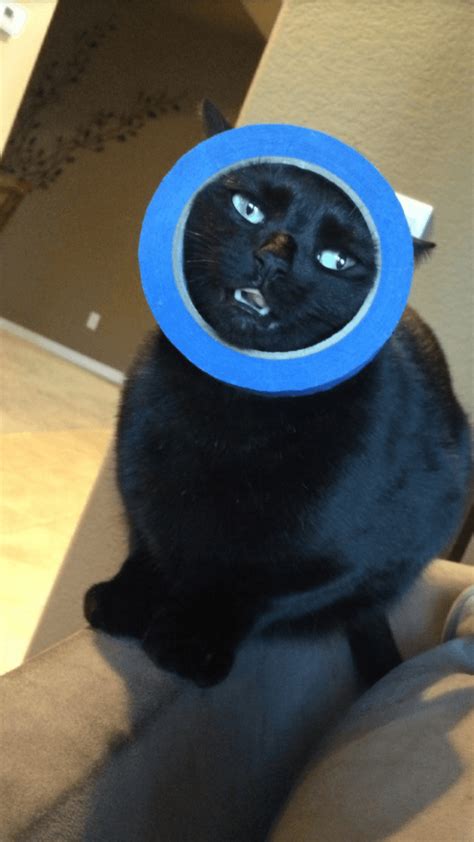 16 Times Cats Hilariously Messed Up Everything They Were Planning On Doing