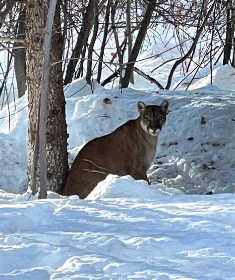 Mountain Lion Calls Increase After Recent Heavy Snow Storms Idaho