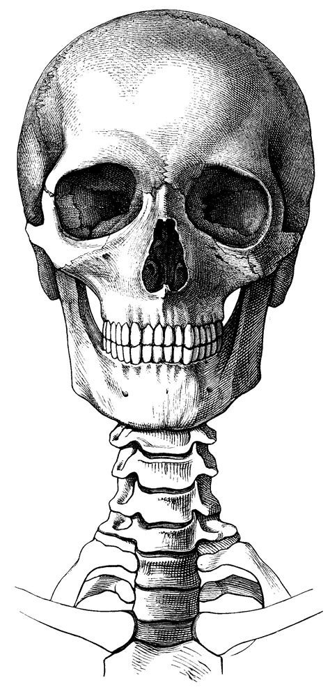 a black and white drawing of a human skull with the lower jaw exposed viewed from behind