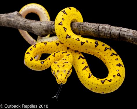 Aru Green Tree Python Outback Reptiles