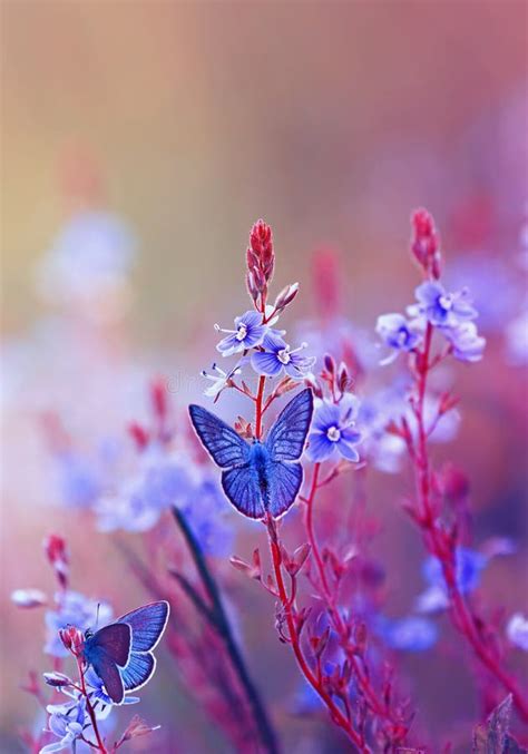 Two Bright Little Blue Butterflies Sitting On A Flowering Summer Meadow
