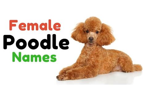 1000 Poodle Names Perfect Names For Perfect Pets ・ᴥ・