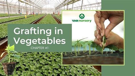 vegetable grafting chapter 1 grafting in vegetables youtube