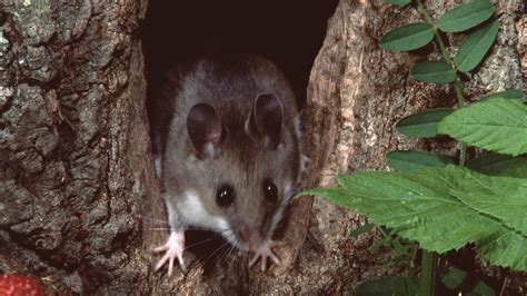 Sin Nombre Hantavirus Michigan Reports First Human Case What To Know