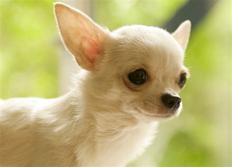 47 Chihuahua Dogs Wallpaper