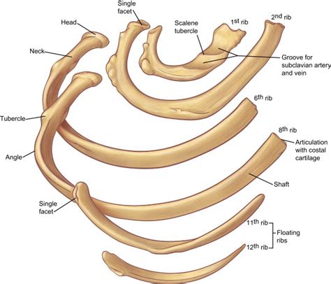 Rib cage diagram anatomy human lateral labeled sternum bones right vertebral surface column drawing clipart vector gograph education sternal anterior. Typical And Atypical Ribs Anatomy - Rwanda 24