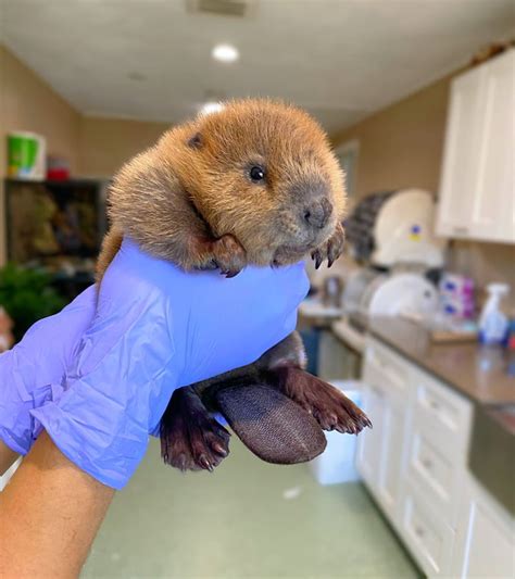 Orphaned Baby Beaver 9gag