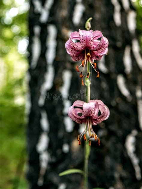 Beautiful Purple Forest Flower With Latin Name Lilium Martagon Just