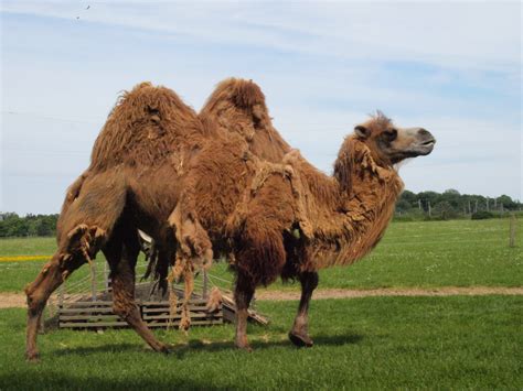 Fotos Gratis Pradera Camello Pastar Fauna Llama Alpaca