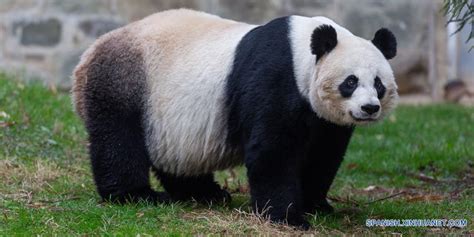 Panda Gigante Mei Xiang Da A Luz A Un Cachorro En El Zoológico Nacional