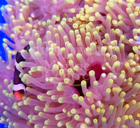 Keeping Anemones In A Reef Aquarium Can Be A Challenge Becouse They