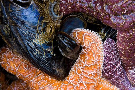 Sea Star Feeding Living Wilderness Nature Photography