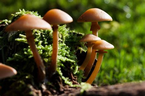 Free Picture Mushroom Fungus Wood Nature Moss Spore Forest