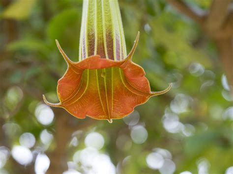How To Grow And Care For Angels Trumpet Plant