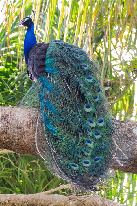 262365 Male Peacock