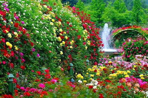 Garden Flowers Fountain Lovely Greenery Bonito Park Roses Trees