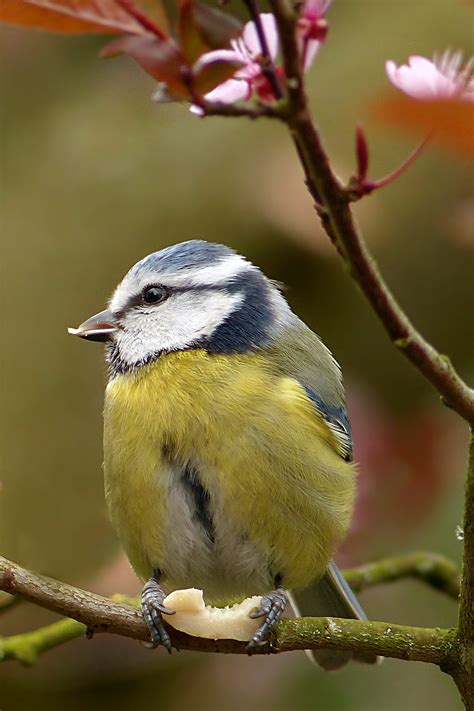 Blue Tit Cyanistes Caeruleus Bird Free Image Download