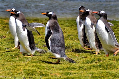 Gentoo Penguin Colony At Berthas Beach In Falkland Islands Encircle