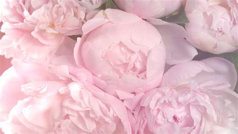 Aggregate More Than Pink Peony Wallpaper Super Hot In Coedo Com Vn