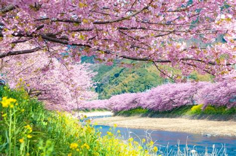 Kawazu Cherry Blossom Festival 2024 Japan Web Magazine