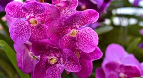 How To Grow And Care Vanda Orchids Flowersvideo