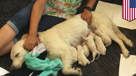 Dog Gives Birth To 8 Puppies At Tampa International Tomonews Youtube