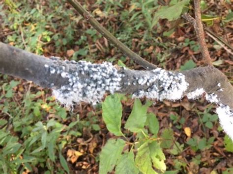 Fall In Wisconsin Fuzzy White Stuff On Trees May Be The Woolly Aphid