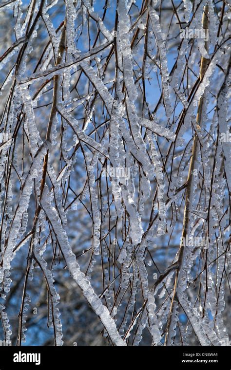 Tree Branches Covered With Ice After The Freezing Rain On Blue Sky